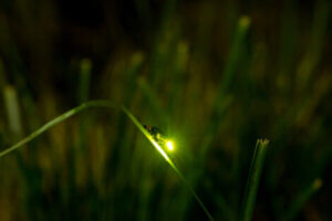 A firefly on a leaf.