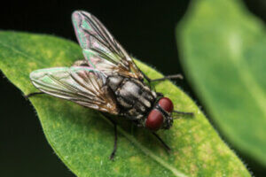 Flies perceive the passage of time differently to humans.