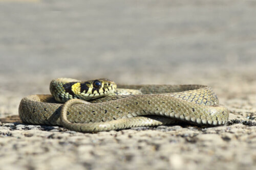 The Grass Snake: Between Water and Land