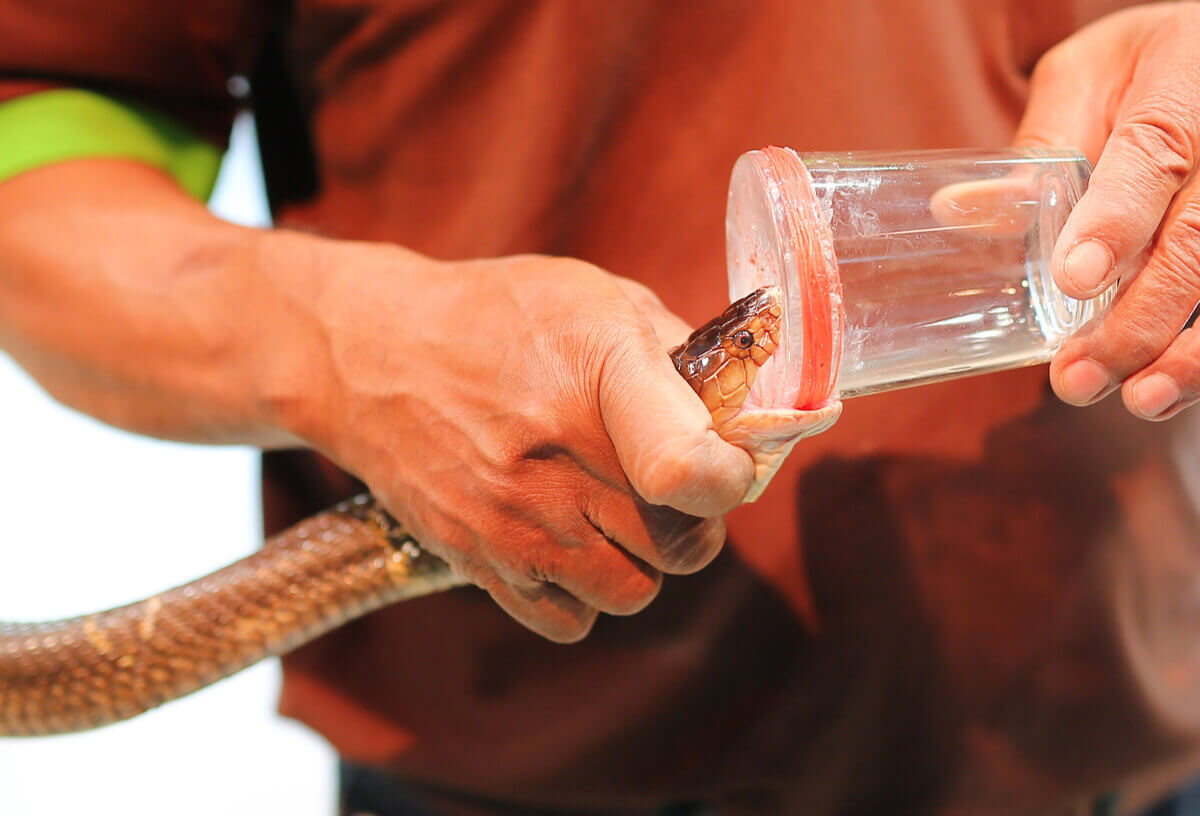 A man harvesting snake venom.
