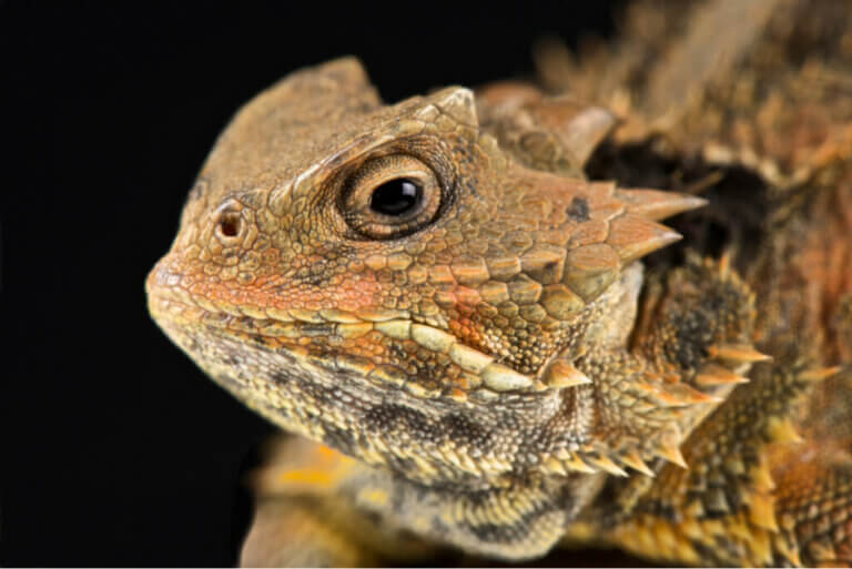 Horned Lizards: Reptiles that Cry Blood