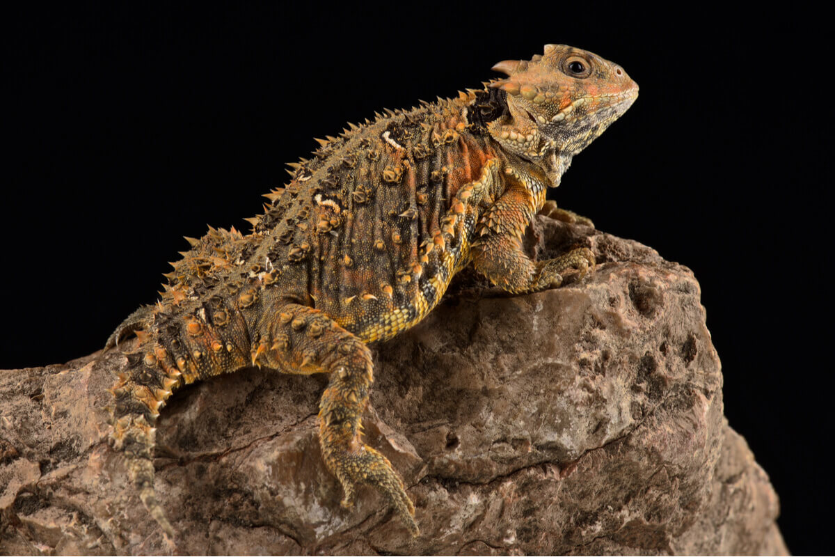 A horned lizard on a rock.