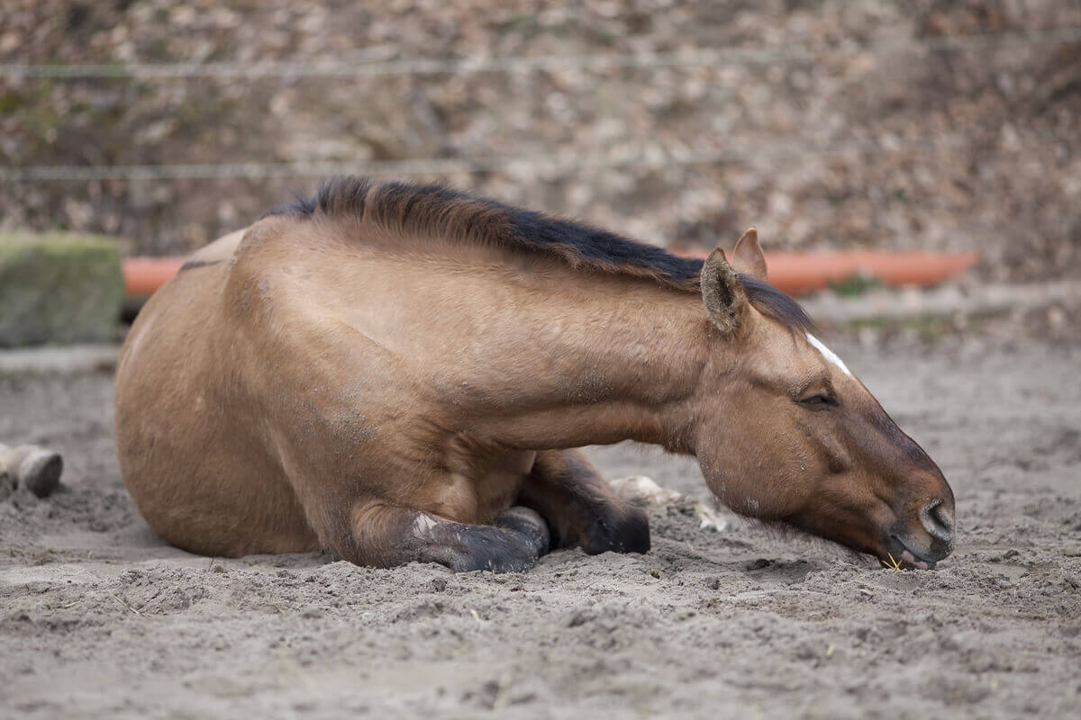 The prevention and early detection of colic in horses.