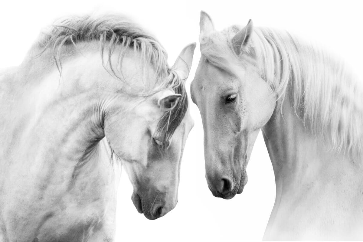 Two horses touching heads.