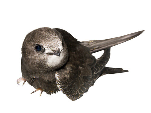 How to rescue baby swifts.