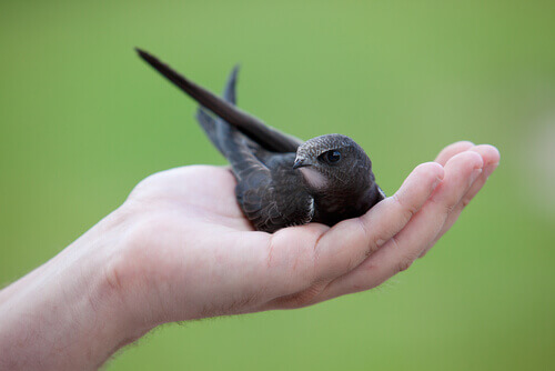 Baby Swifts May Need Your Help