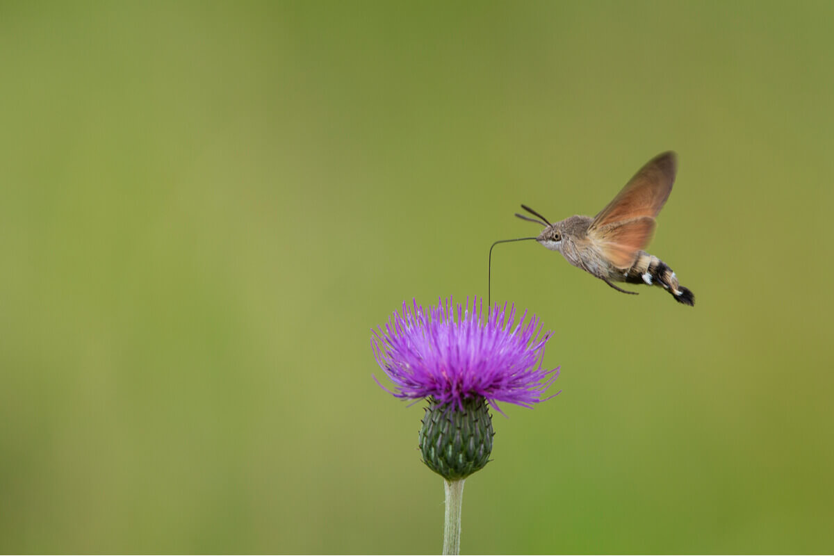 A hummingbird hawk-moth pollinating a thistle.