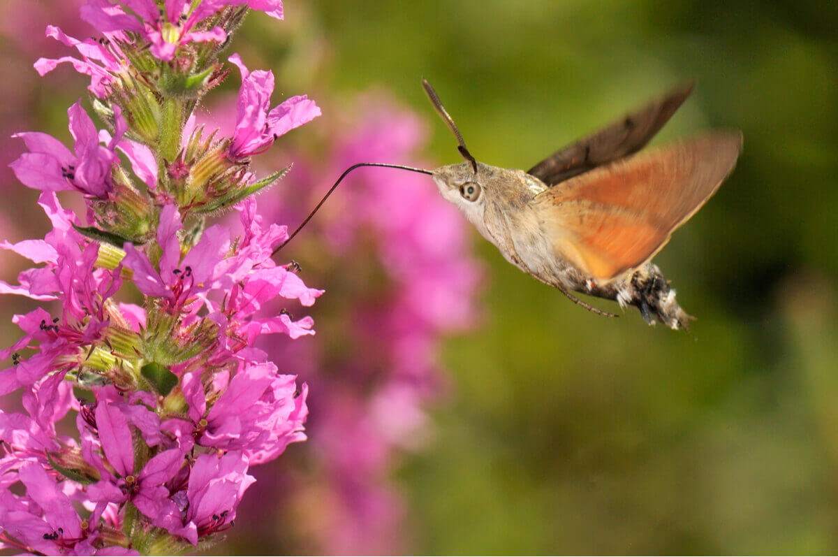 A hummingbird hawk-moth in flight.