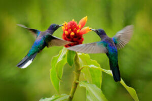 Smaller animals such as hummingbirds perceive the passage of time differently to humans.