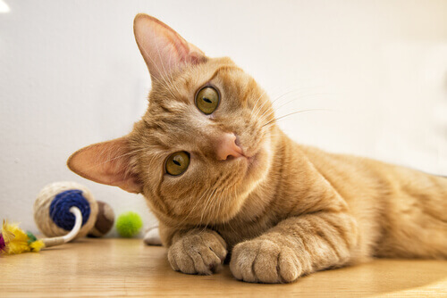 Curious facts about this cat, it likes to stare.