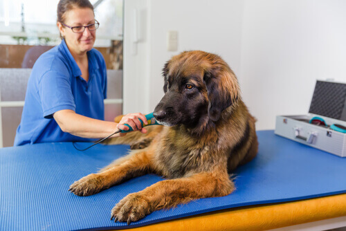 A vet performing laser surgery on a dog.