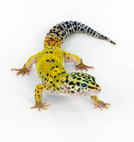 common leopard gecko geckos