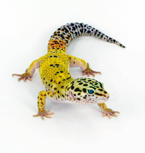 Leopard geckos as pets.