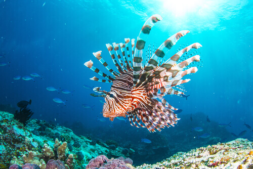 The Lionfish Invasion: The Mediterranean’s New Resident