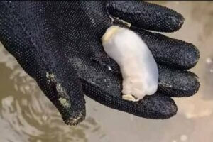 A gloved hand holding a Lithoredo abatanica worm.