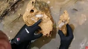 L. abatanica burrow into limestone.