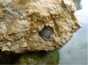 A shipworm burrowing into rock.