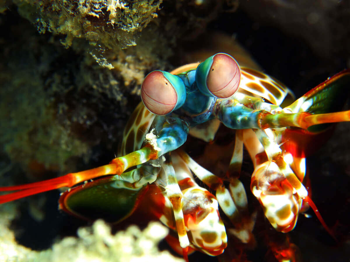 The face of a mantis shrimp.