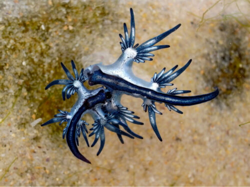 Ανακαλύψτε το Nudibranchs: The Jewels of the Sea