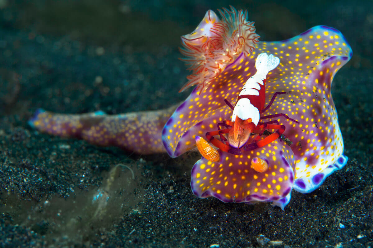A nudibranch living in symbiosis with a shrimp.