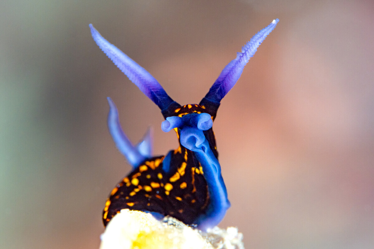 A brightly colored nudibranch.