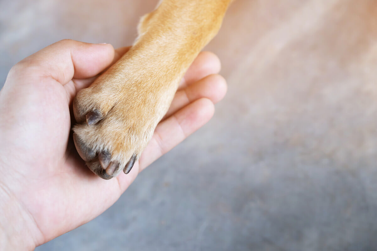 An owner holding a dog's paw.