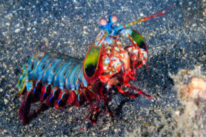 Discover the Invincible Mantis Shrimp