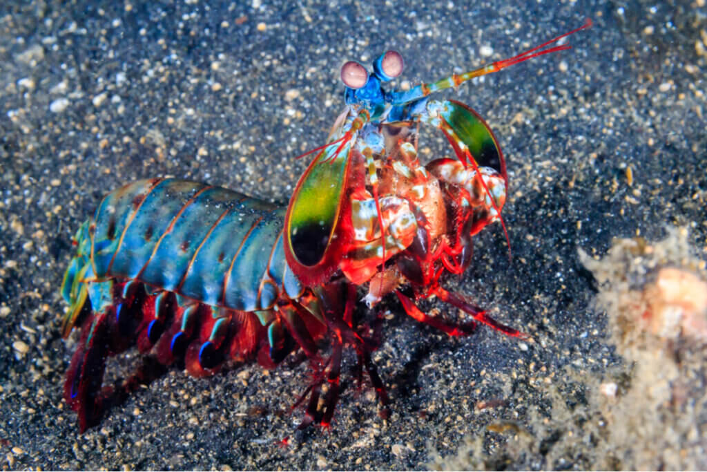 Ανακαλύψτε τις Invincible Mantis Shrimp