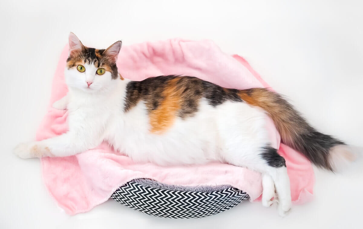A pregnant cat lying in a cat bed.