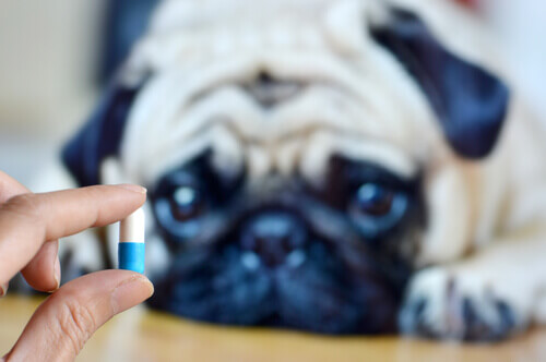 A scared pug looking at a pill.