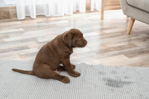 En ledsen hund bredvid en fläck på mattan.