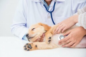 A puppy getting a check-up at the vet.