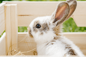 A rabbit in a hutch.
