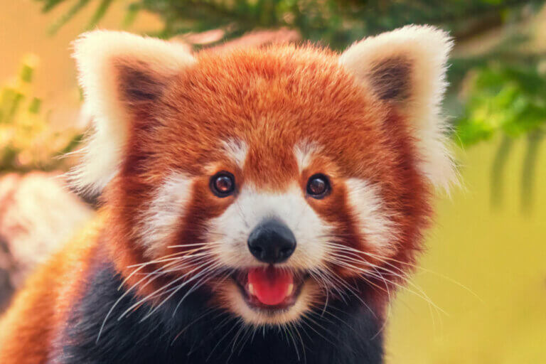 The Behavior of the Red Panda