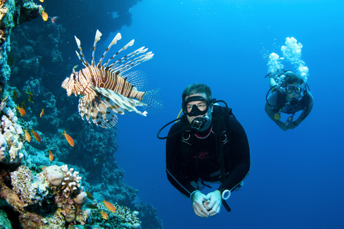 Scuba divers swimming with a lionfish.