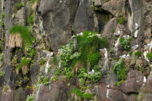 Animal ethologist Tinbergen studied the nesting habits of gulls.