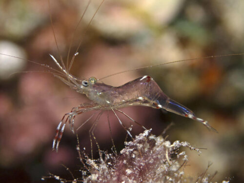 A translucent shrimp in the water.