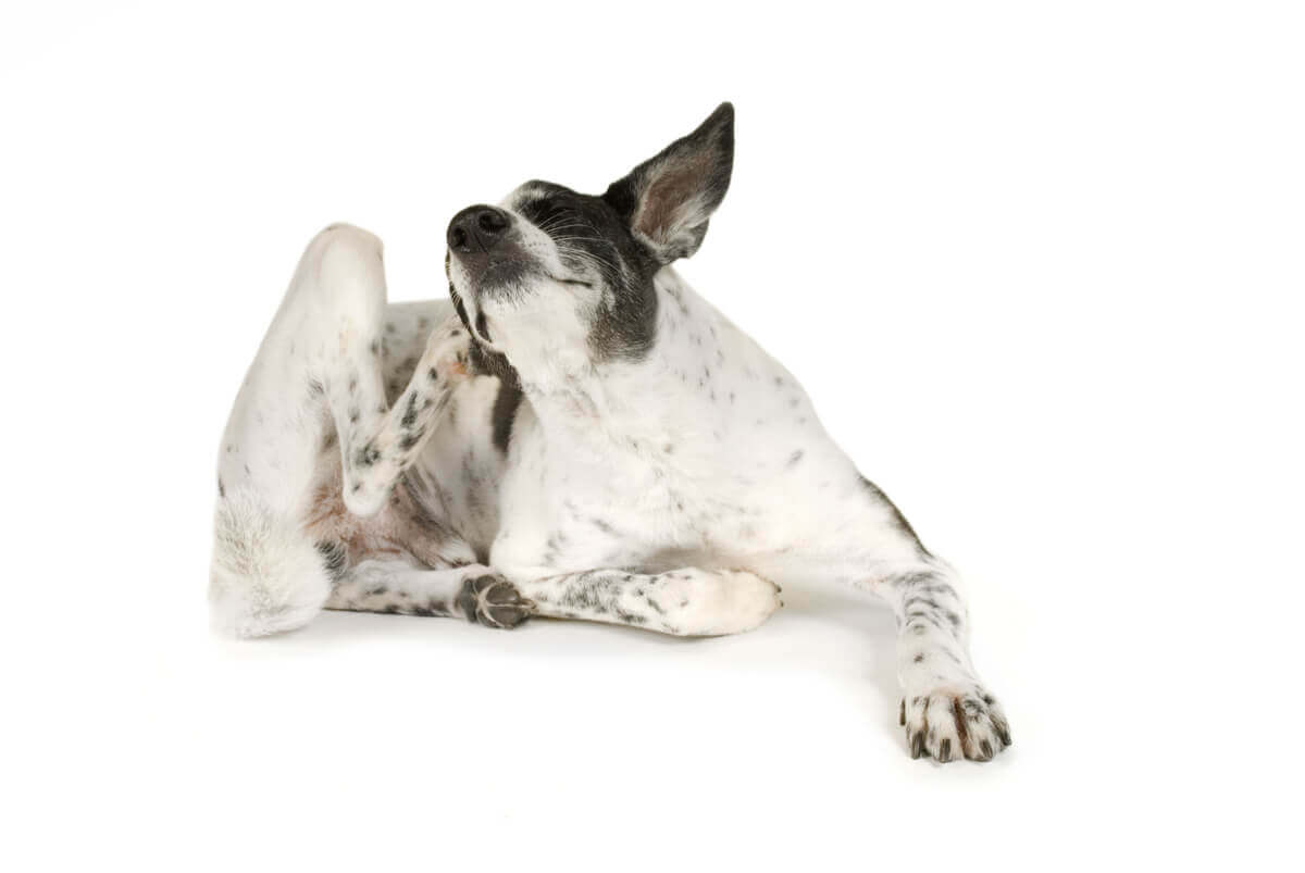 Skin irritation in dogs.