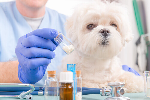 A veterinarian preparing medicine for a small dog.