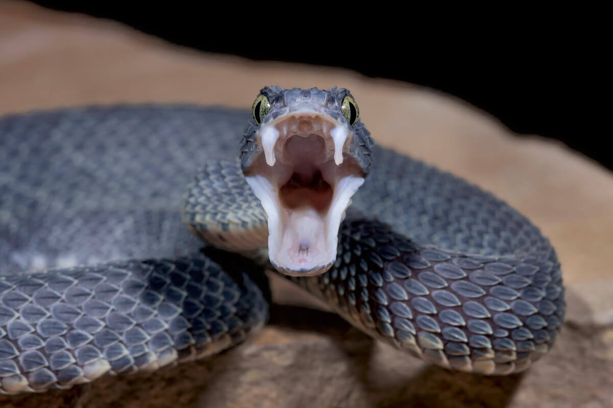 A venomous snake bearing its teeth.