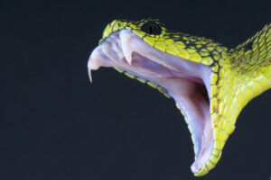 Is Snake Venom An Unexpected Cure?