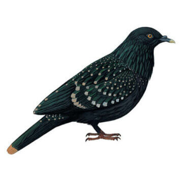 Liverpool Pigeon: Habitat and Behavior