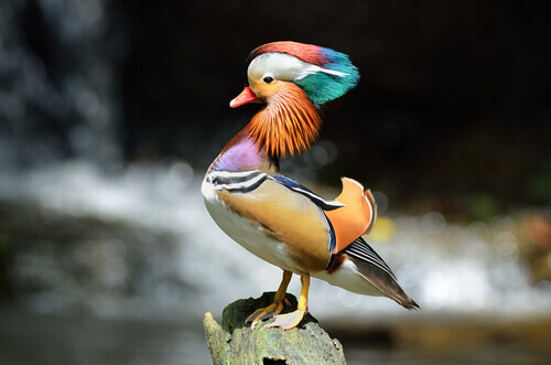A mandarin duck perched on a branch.