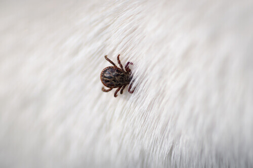 A tick on an animal.