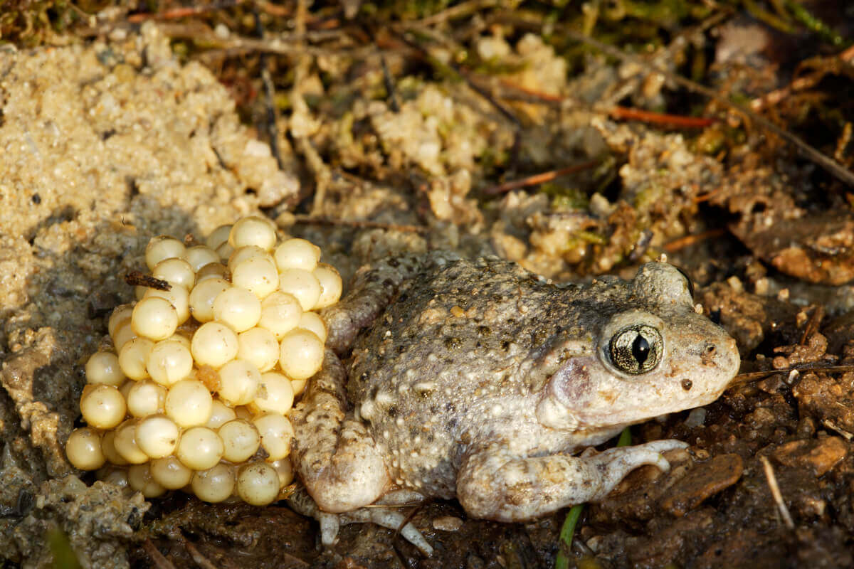 A toad laying eggs.