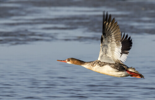 A typical merganser flying over water.