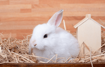 How to Choose and Look After a Rabbit