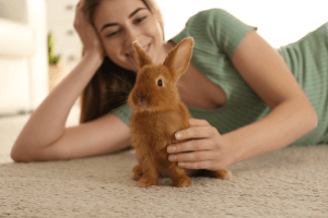 Making your home ready for your new rabbit.