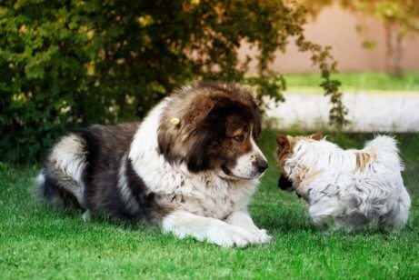 A Caucasian Shepherd lying next to a smaller dog.