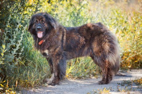 A Caucasian Shepherd standing on a path.